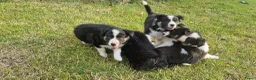 Border Collie honden te koop: Nog 1 Border Collie pup 3 kleur, heel verleidelijk - Advertentie 13