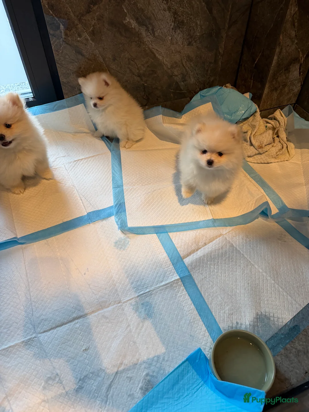 Pomeriaan honden te koop: Prachtige raszuivere pomeriaan pomeranian pups - Advertentie 8