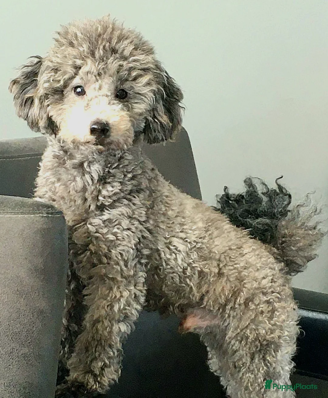 Poedel Toy honden te koop: Zilver reutje toy poedel - Advertentie 3