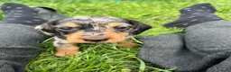 Kruising honden te koop: Dwerg teckel pupjes  - Advertentie 11