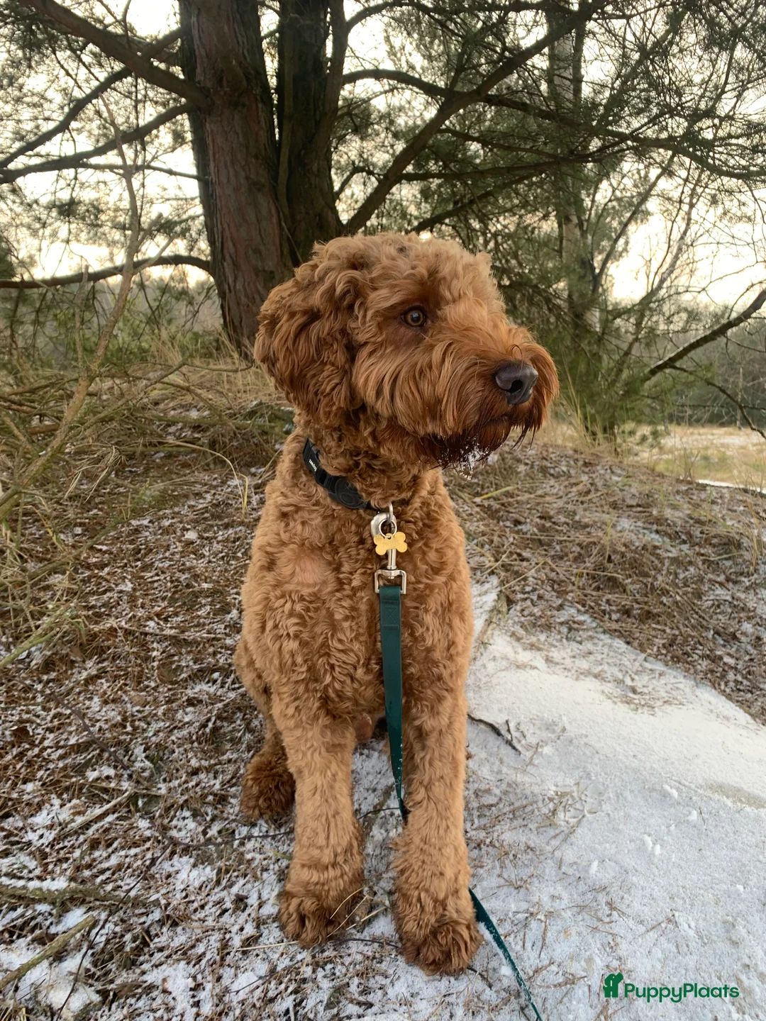 Australian Labradoodle honden ter dekking: Australian Labradoodle dekreu – volledig getest - Advertentie 14