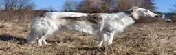 Barsoi honden te koop: AKSANA, Borzoi-teef uit FCI-kennel zoekt thuis - Advertentie 10