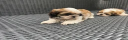 Shih Tzu honden te koop: drie raszuivere reutjes 7 weken oud 🐶 - Advertentie 5