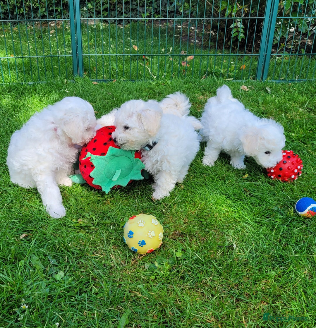 Bichon Frisé honden te koop: Puppy Bichon Frisé - Afbeelding 7
