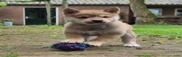 Kruising honden te koop: Shiba inu pups 8 weken (kwart pomeriaan) - Advertentie 12