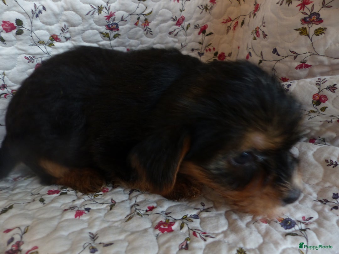 Yorkshire Terriër honden te koop: 5 pups Yorkshire Terrier gezond niet doorgefokt - Advertentie 11