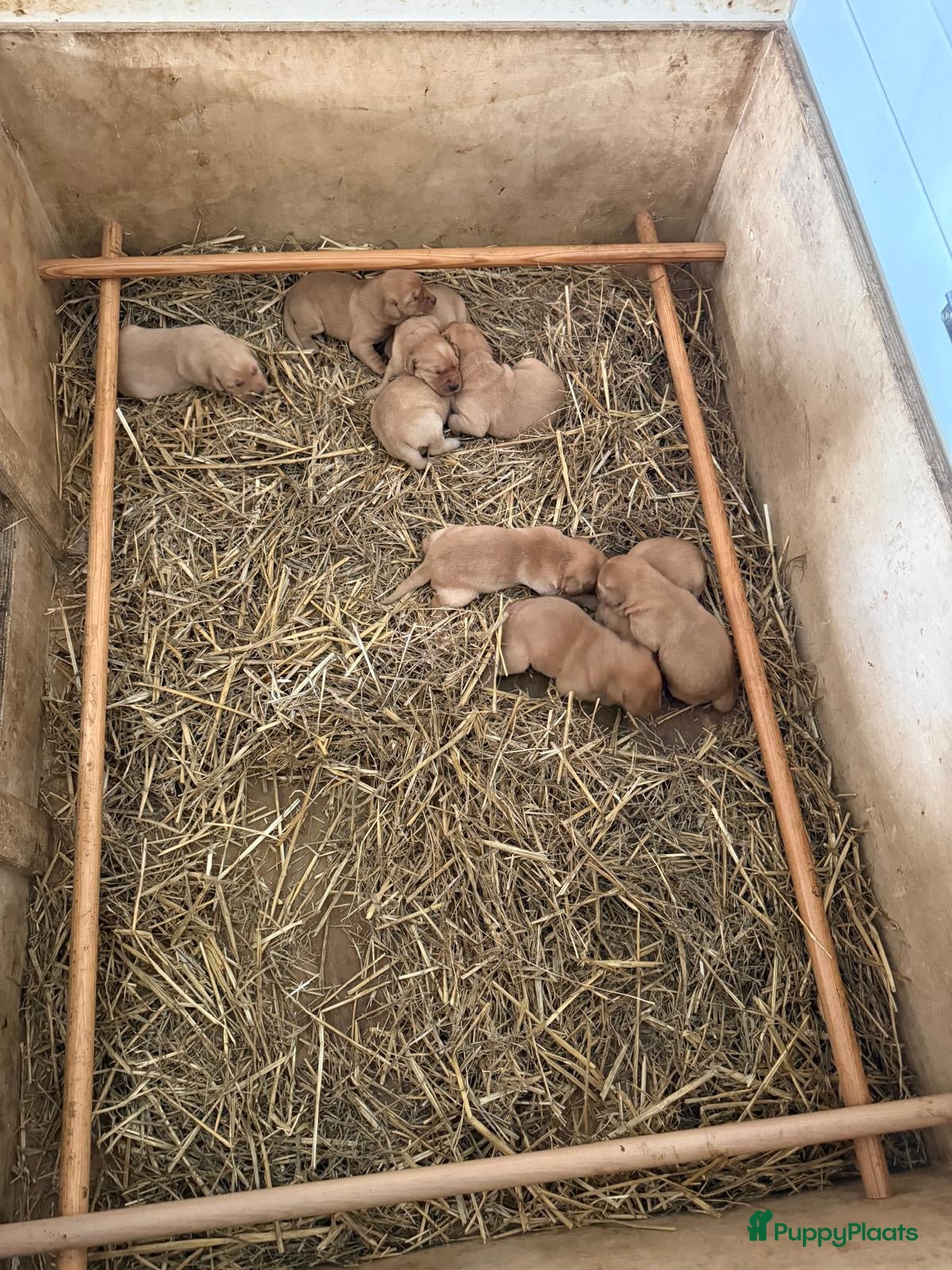 Labrador Retriever honden Field trial labrador pups fox red - Advertentie 2
