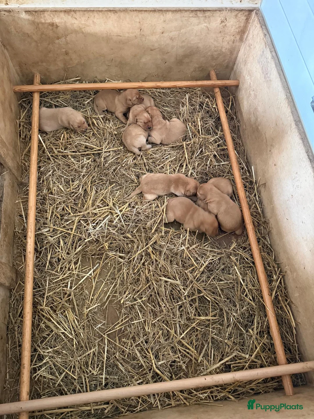 Labrador Retriever honden te koop: Field trial labrador pups fox red - Advertentie 2