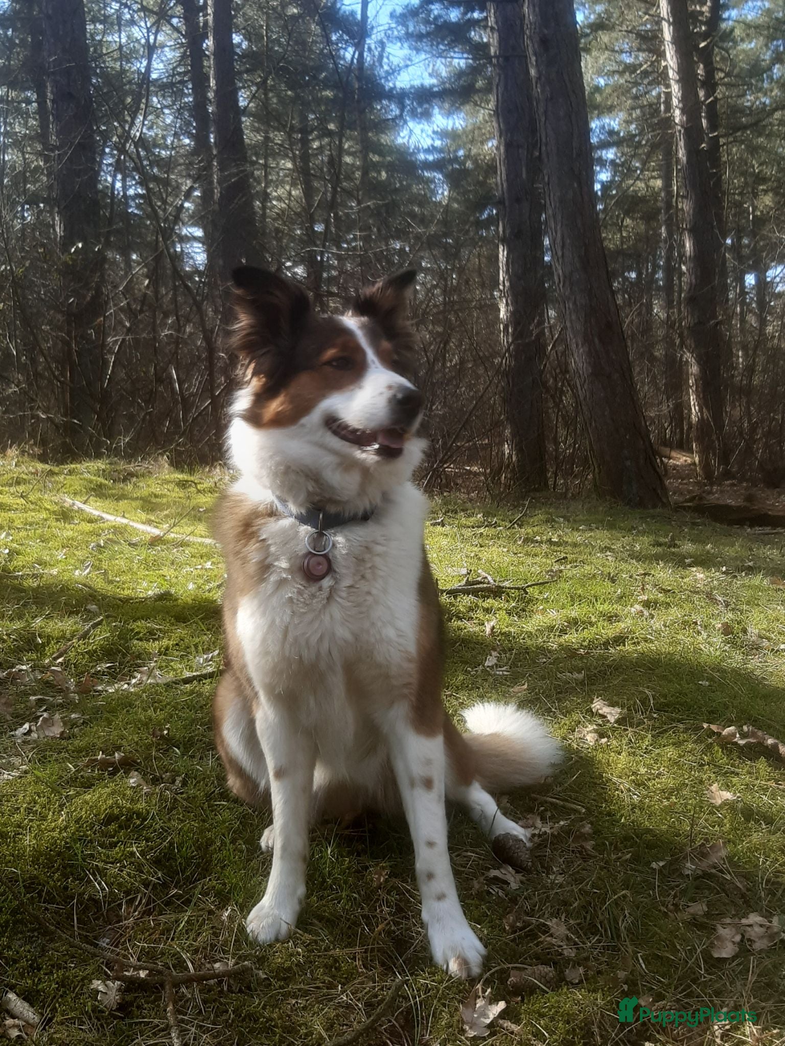 Kruising honden Pups Australian Sheperd (75%) x Bordercollie (25%) - Advertentie 2