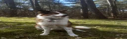Kruising honden te koop:  Australian Shepherd (75%) x Bordercollie (25%) - Advertentie 1