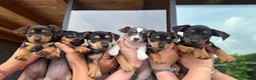 Jack Russel Terriër honden te koop: Jack Russel pups - Advertentie 3