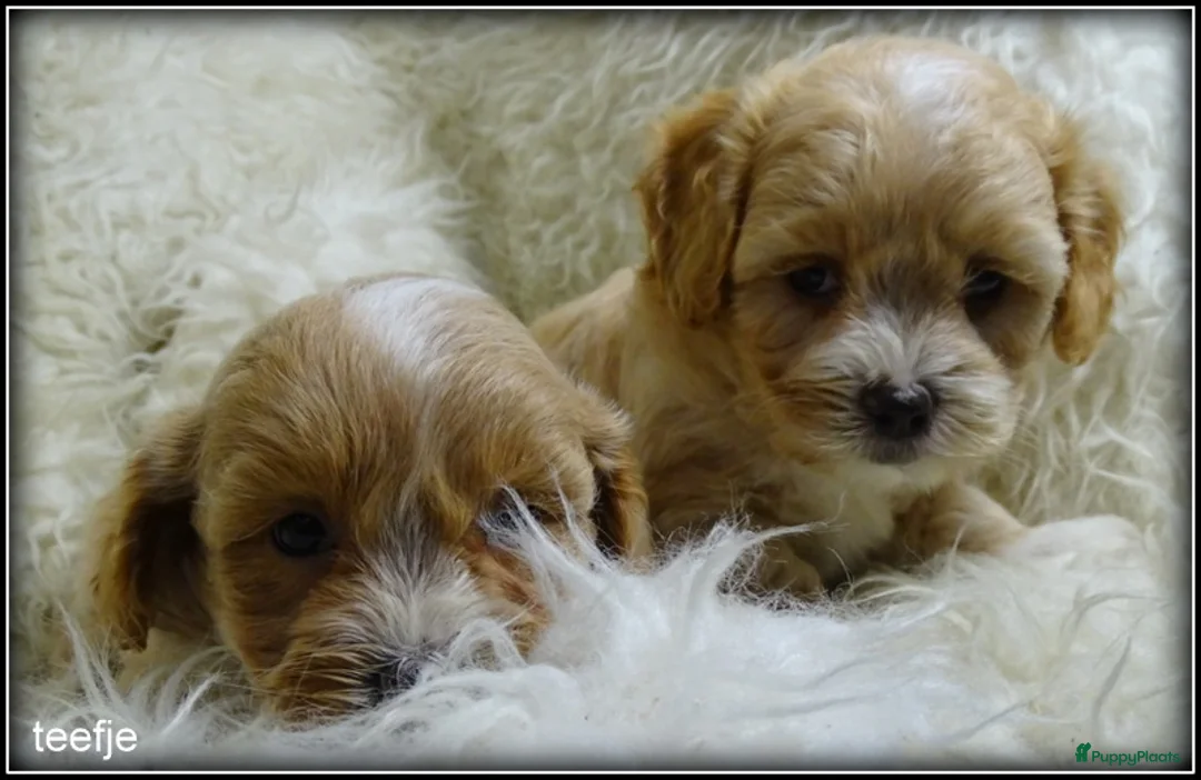 Maltipoo honden te koop: Maltipoo F1b pup reutje - Advertentie 9