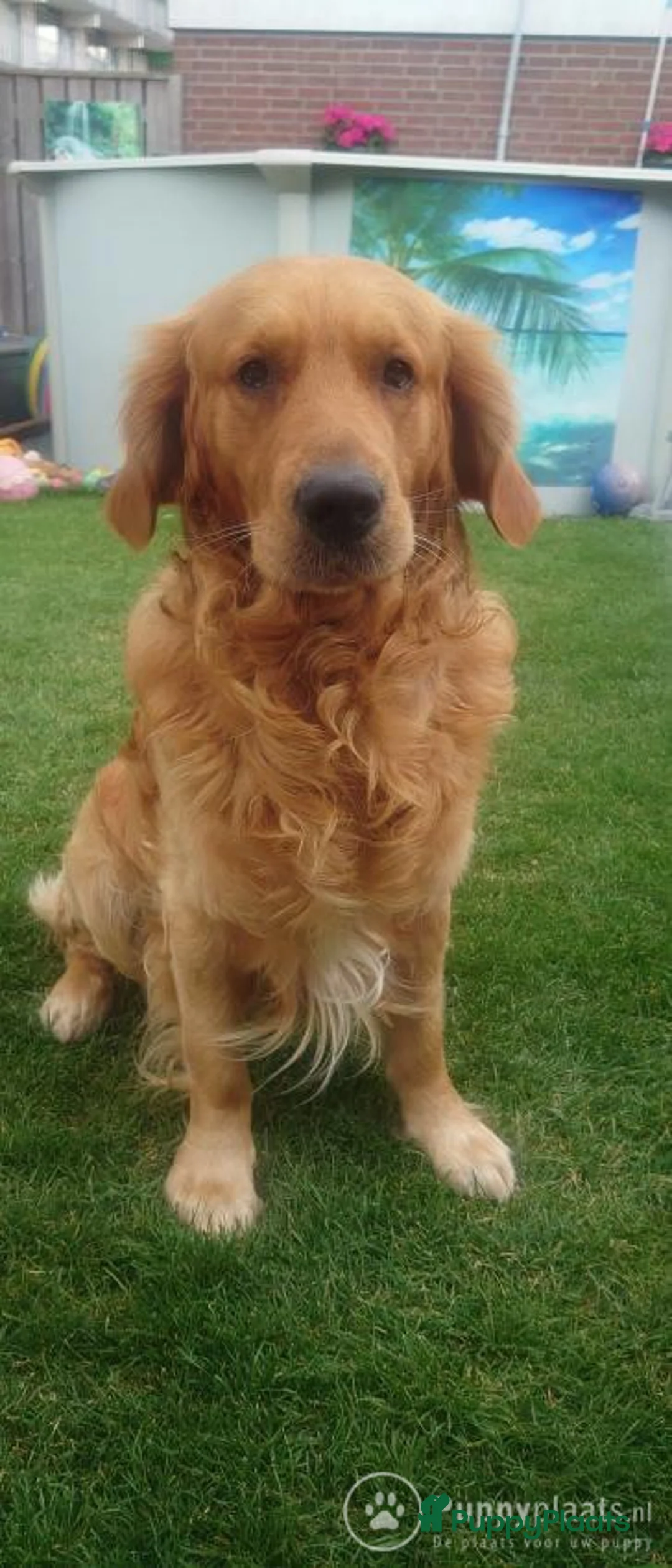 Golden Retriever honden ter dekking: Prachtige, lieve dekreu in Venray - Advertentie 3