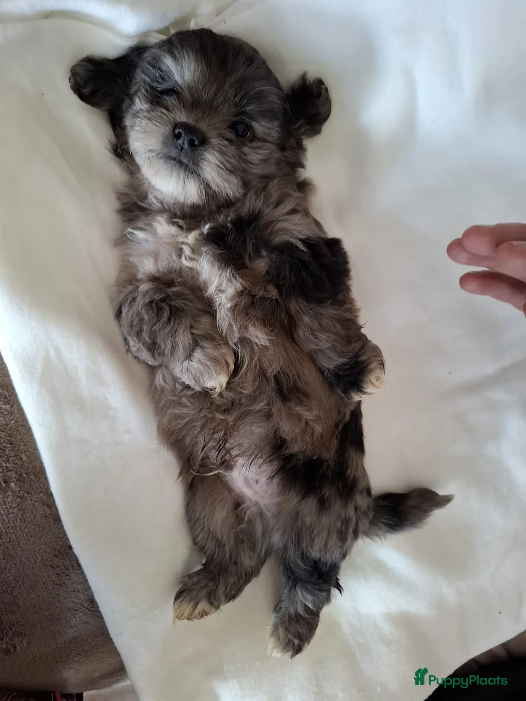 Boomer honden te koop: Drie mooie boomer reutjes  - Advertentie 10