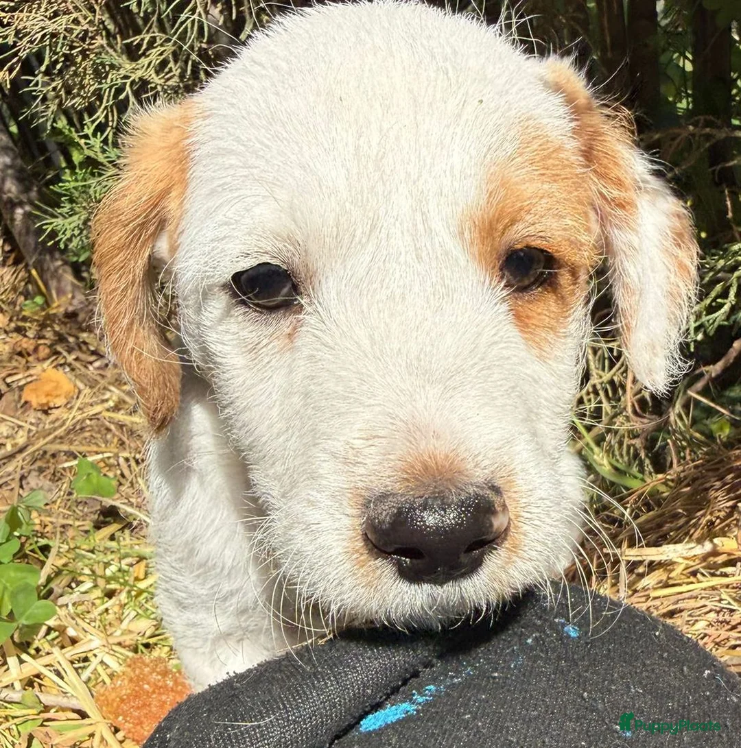 Kruising honden ter adoptie: Gomie zoekt zijn gouden mandje een vriendje - Advertentie 9