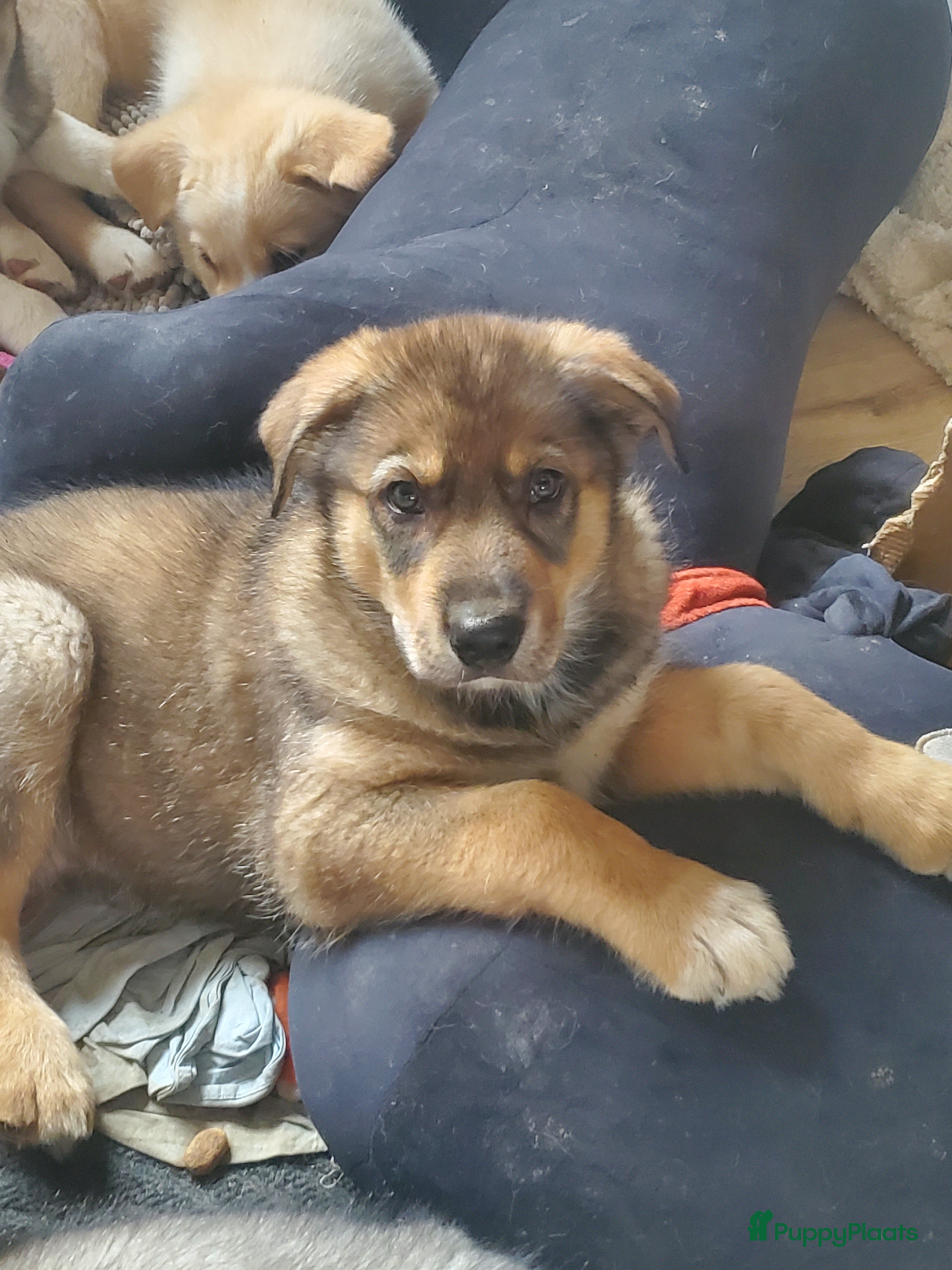 Kruising honden Kruising pups herder/husky - Advertentie 2