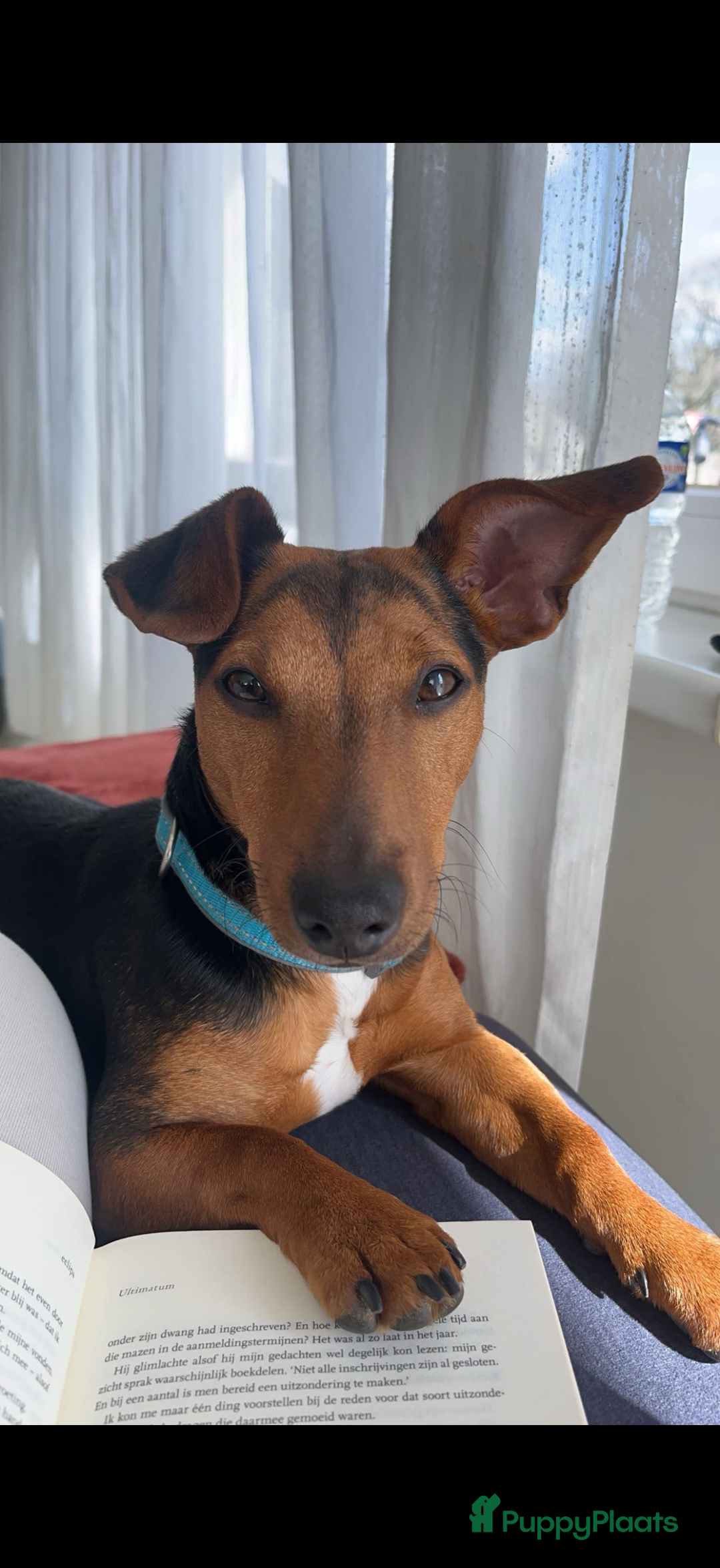 Jack Russel Terriër honden te koop: Jack russel pups - Advertentie 2