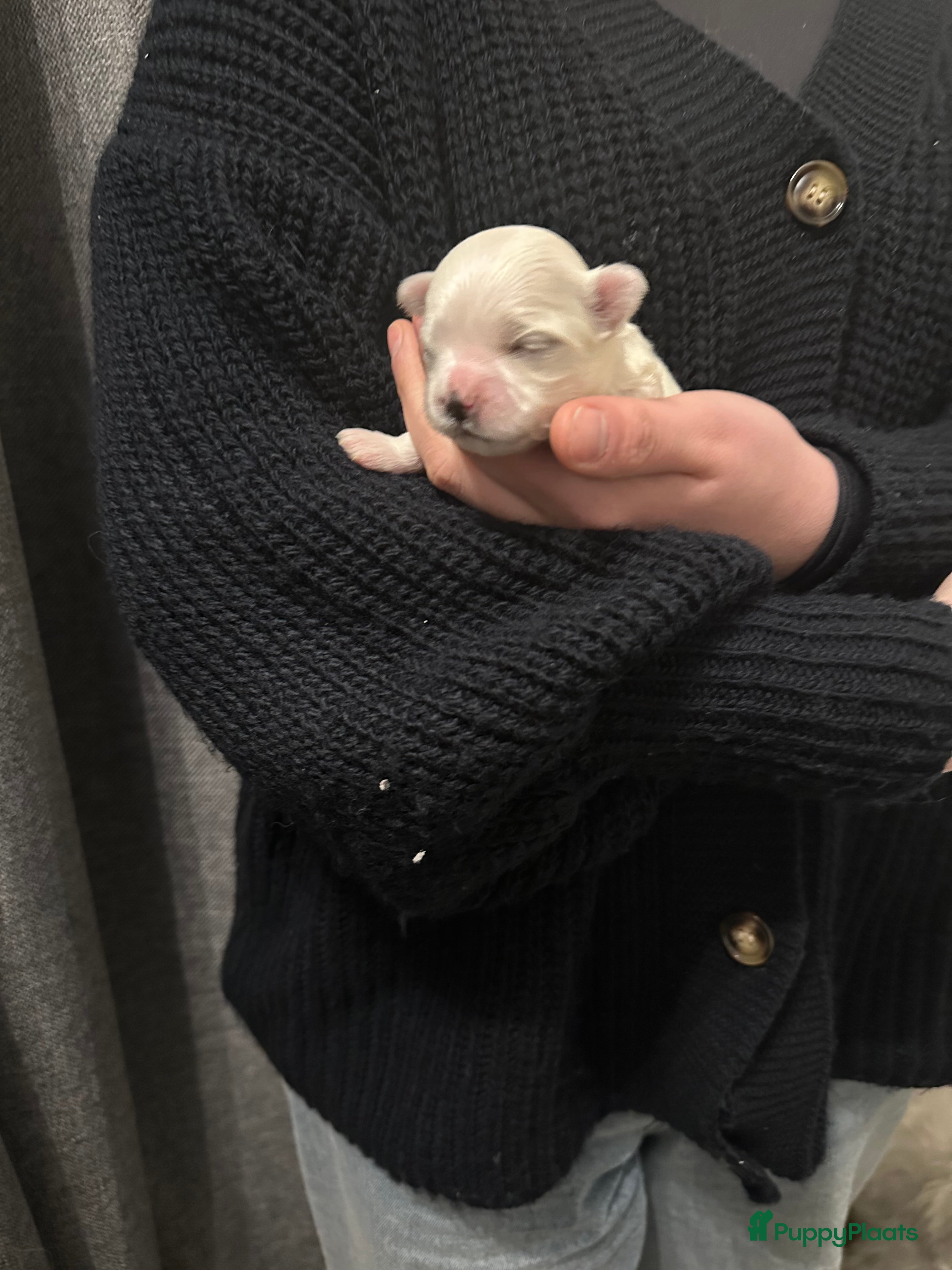 Maltezer honden Mini malzeter  - Advertentie 1