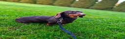 Teckel (korthaar)  honden te koop: Kortharige teckel - Advertentie 5