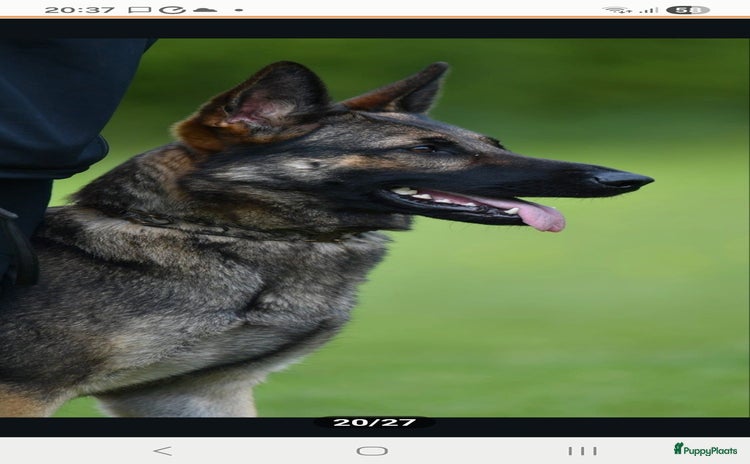 Duitse Herder honden Duitse herder teefje uit werklijn - Advertentie 1