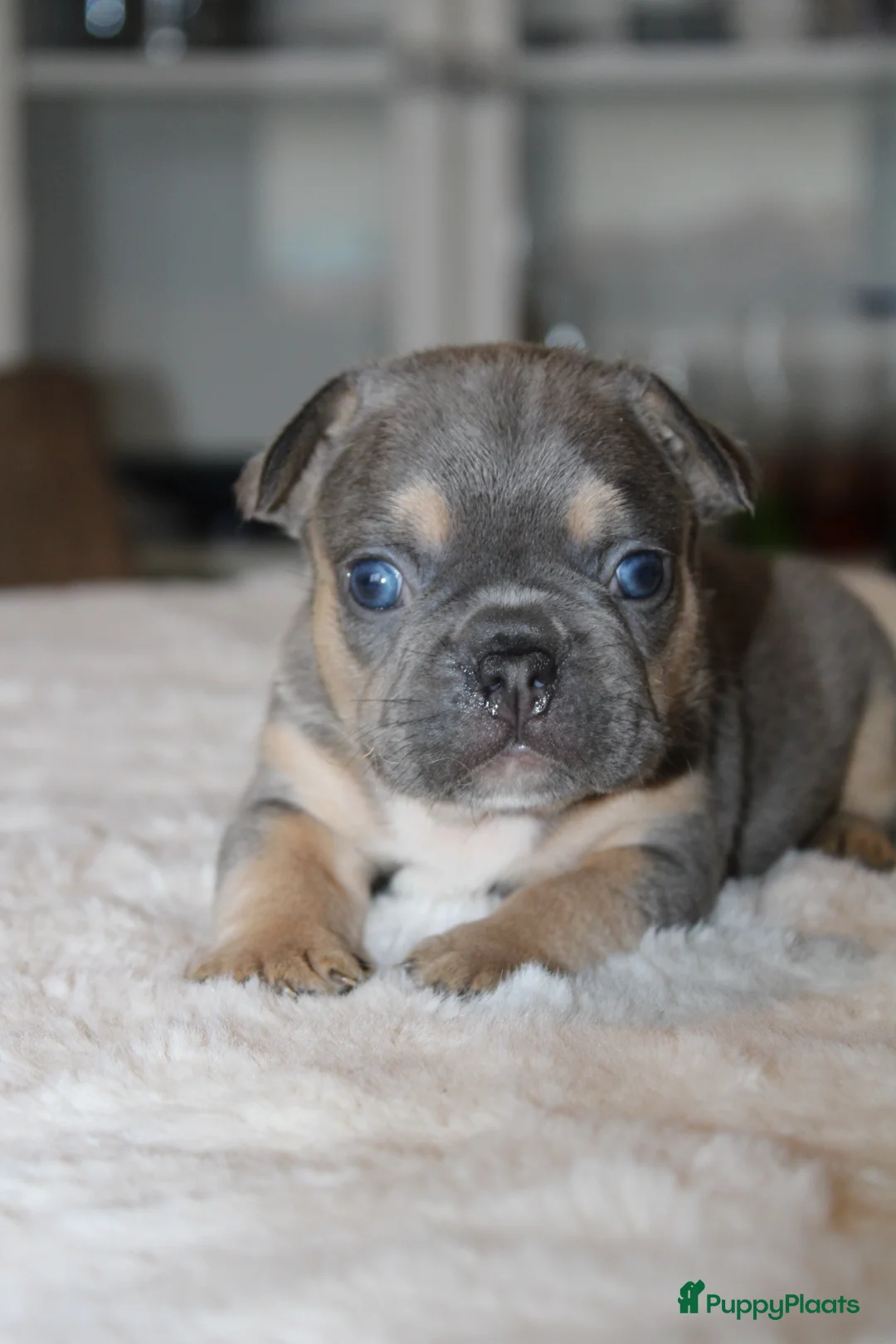 Franse Bulldog honden te koop: Franse Bulldog pups, lange open neus  - Advertentie 2