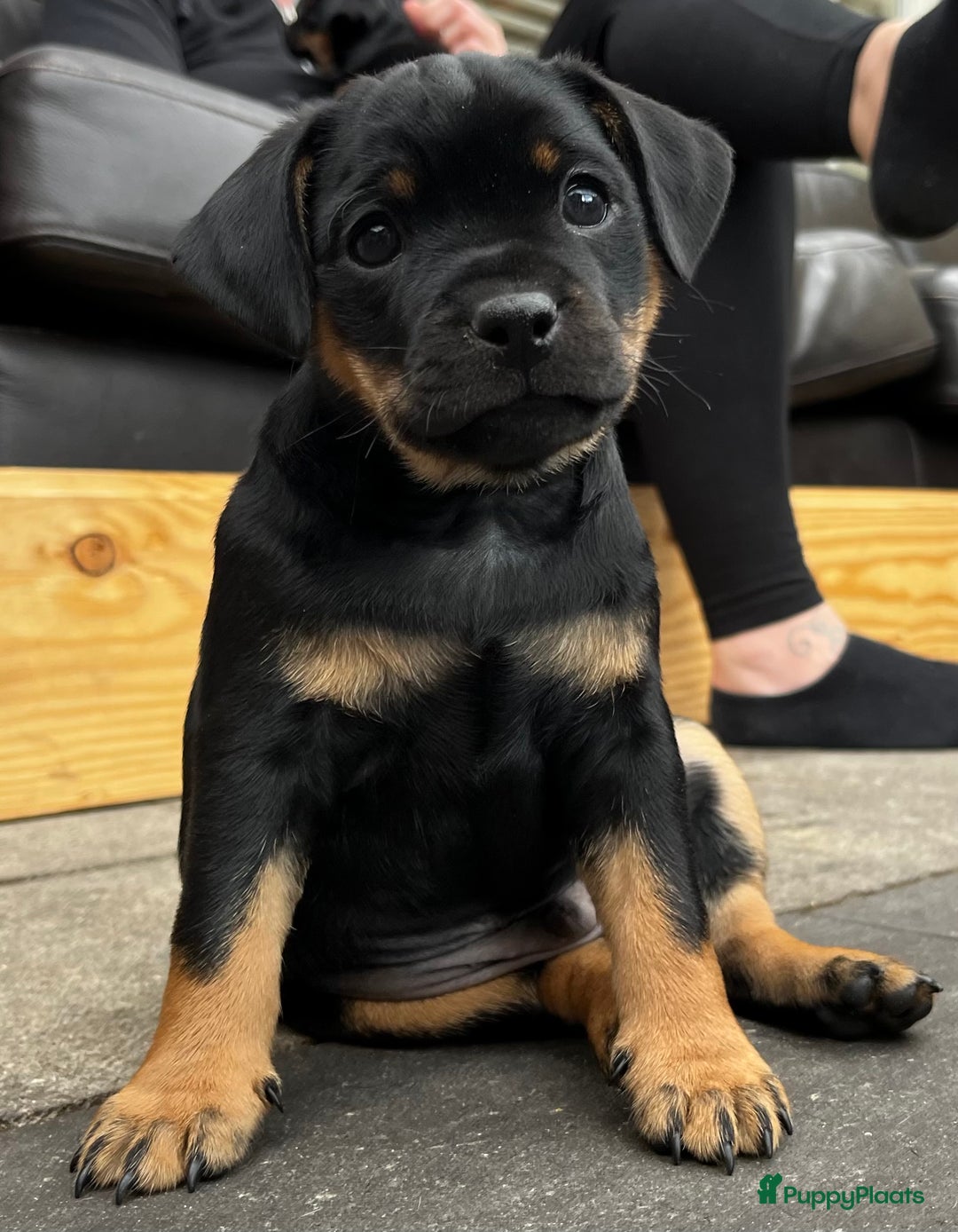 Dwergpinscher honden te koop: Carlin Pinscher Puppy’s te koop - Advertentie 11