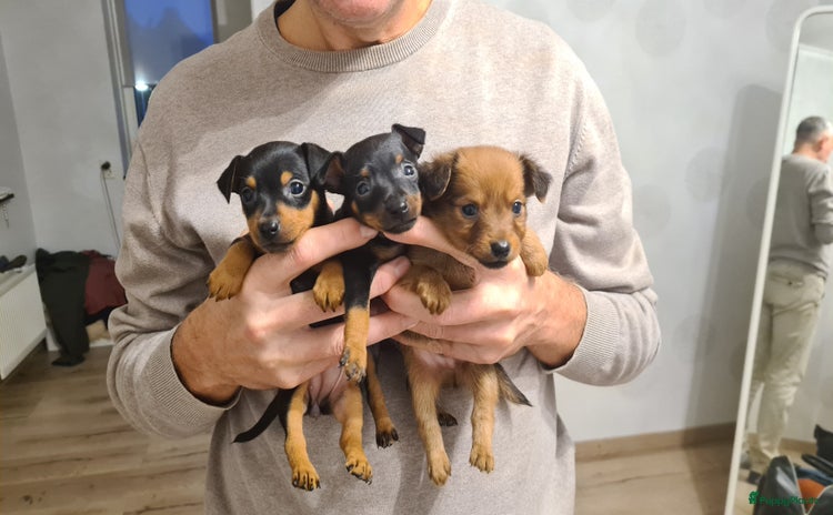 Praagse Rattler honden 100% Praagse rattler raszuivere puppy's  krysarik  - Advertentie 1