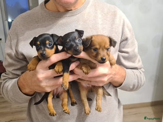 Praagse Rattler honden 100% Praagse rattler raszuivere puppy's krysarik - Advertentie 1