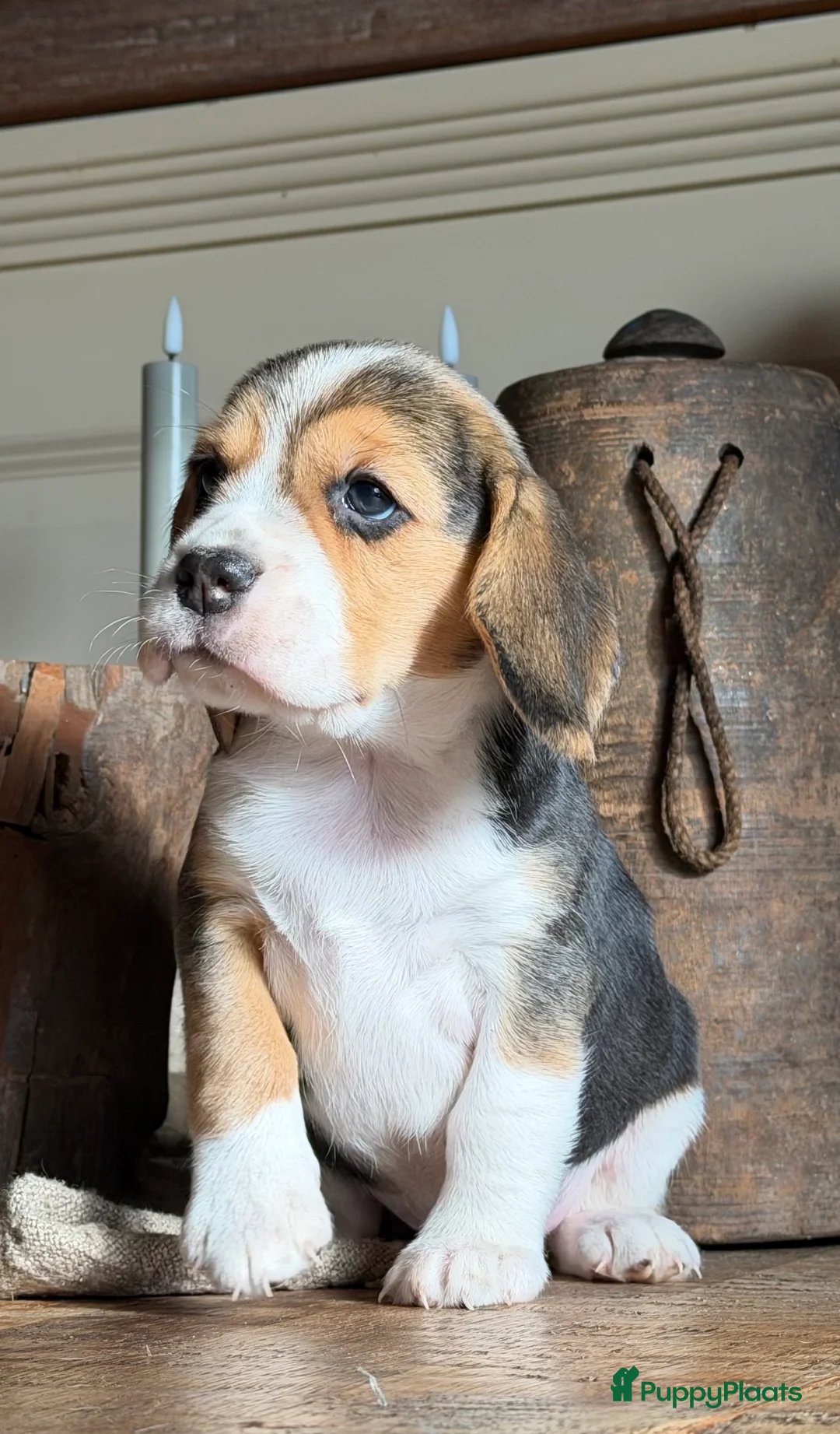 Beagle honden te koop: Beagle pups met FCI uitgebreid getest!! - Advertentie 4