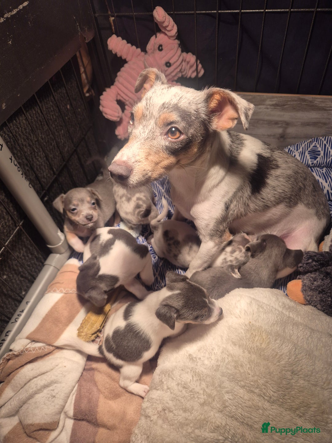 Jack Russel Terriër honden te koop: Nog 2 silver merle.reutjes uit een nestje van 6 ! - Advertentie 6