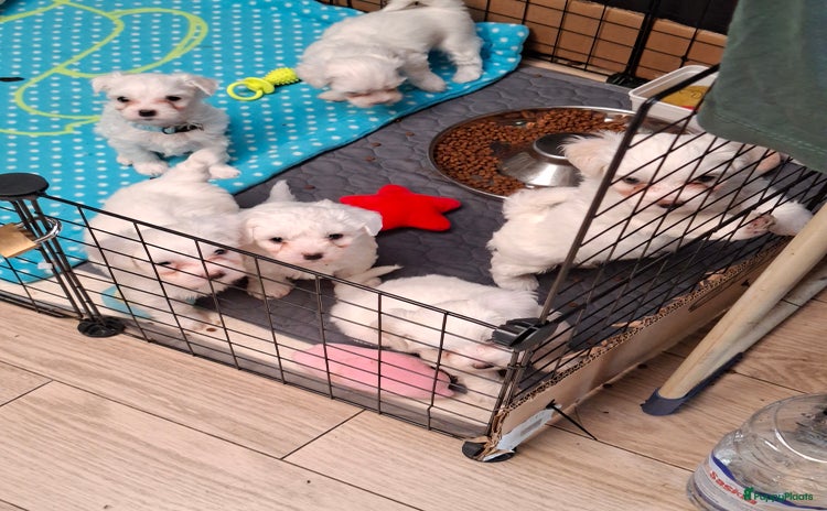 Maltezer honden Matlezer pups (België) - Advertentie 2