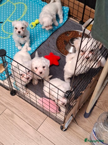 Maltezer honden Matlezer pups (België) - Advertentie 2