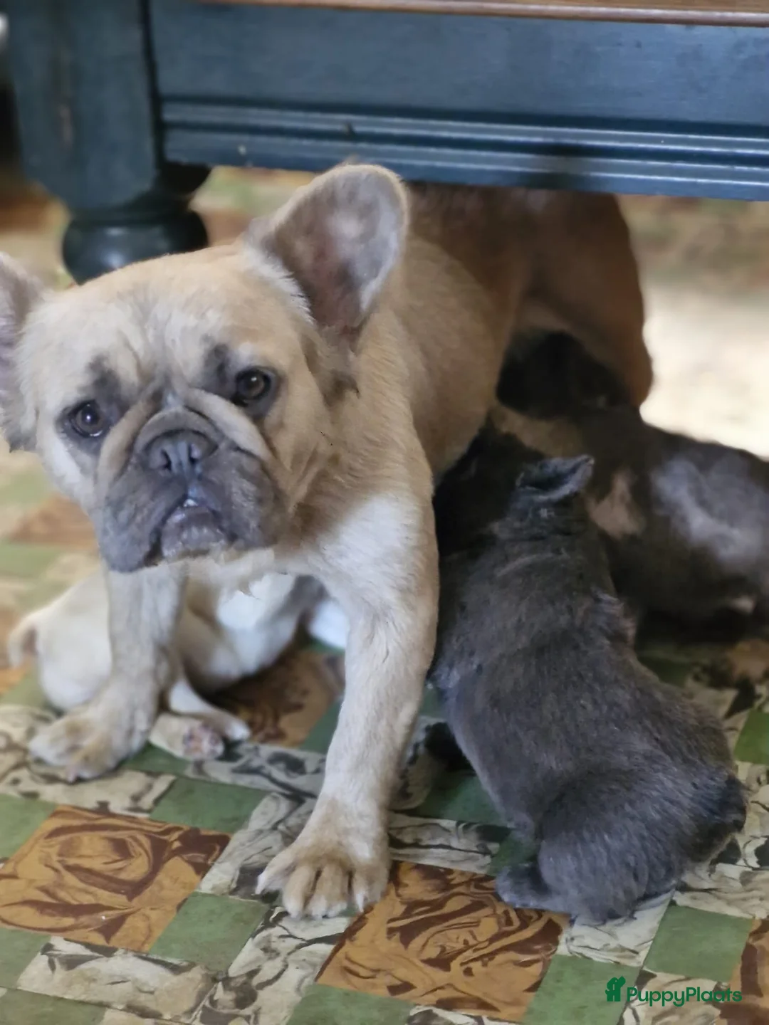 Franse Bulldog honden te koop: Prachtige Franse buldogs  - Advertentie 15