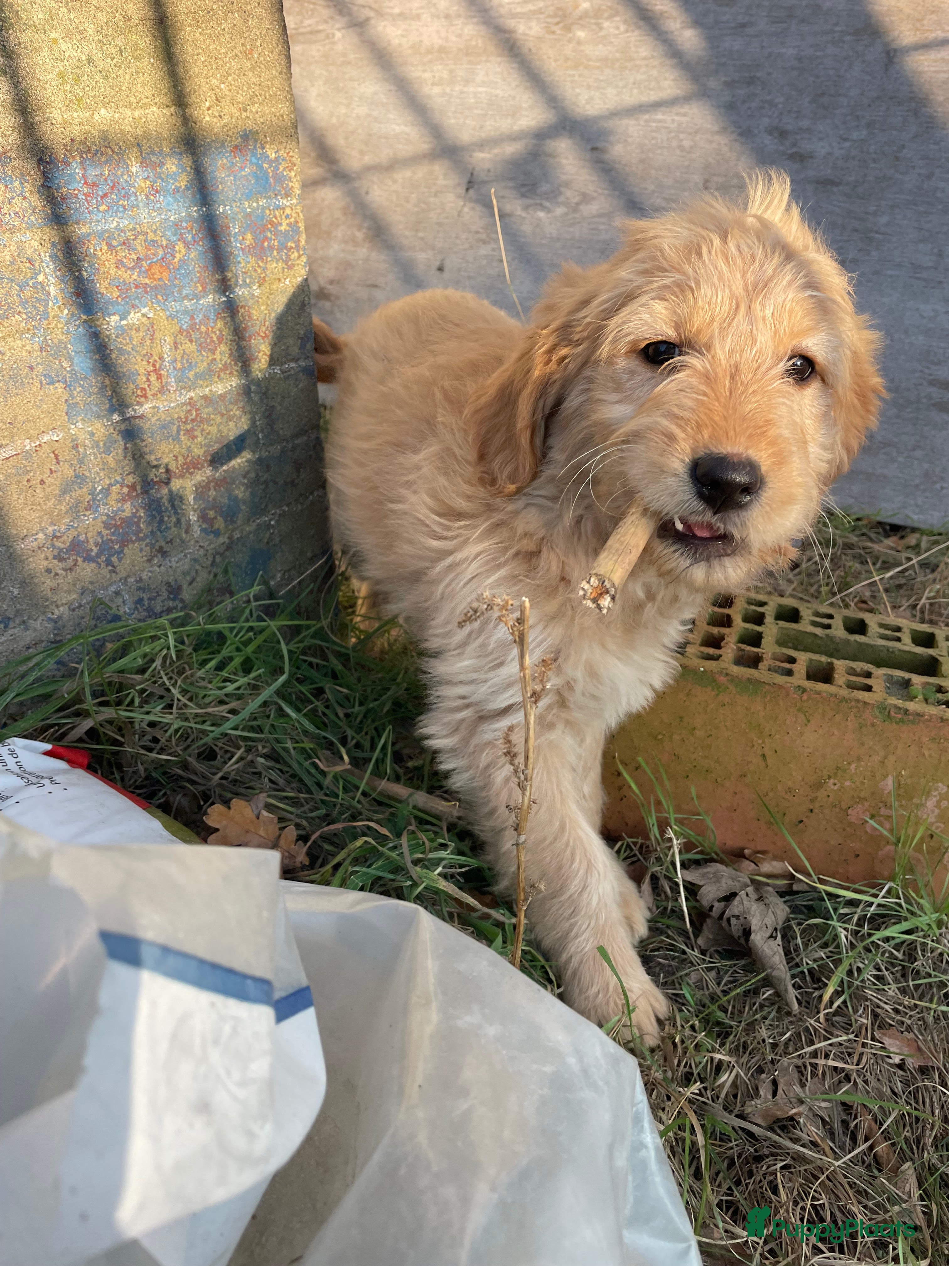 Kruising honden Mooie goldendoodle pups - Advertentie 1