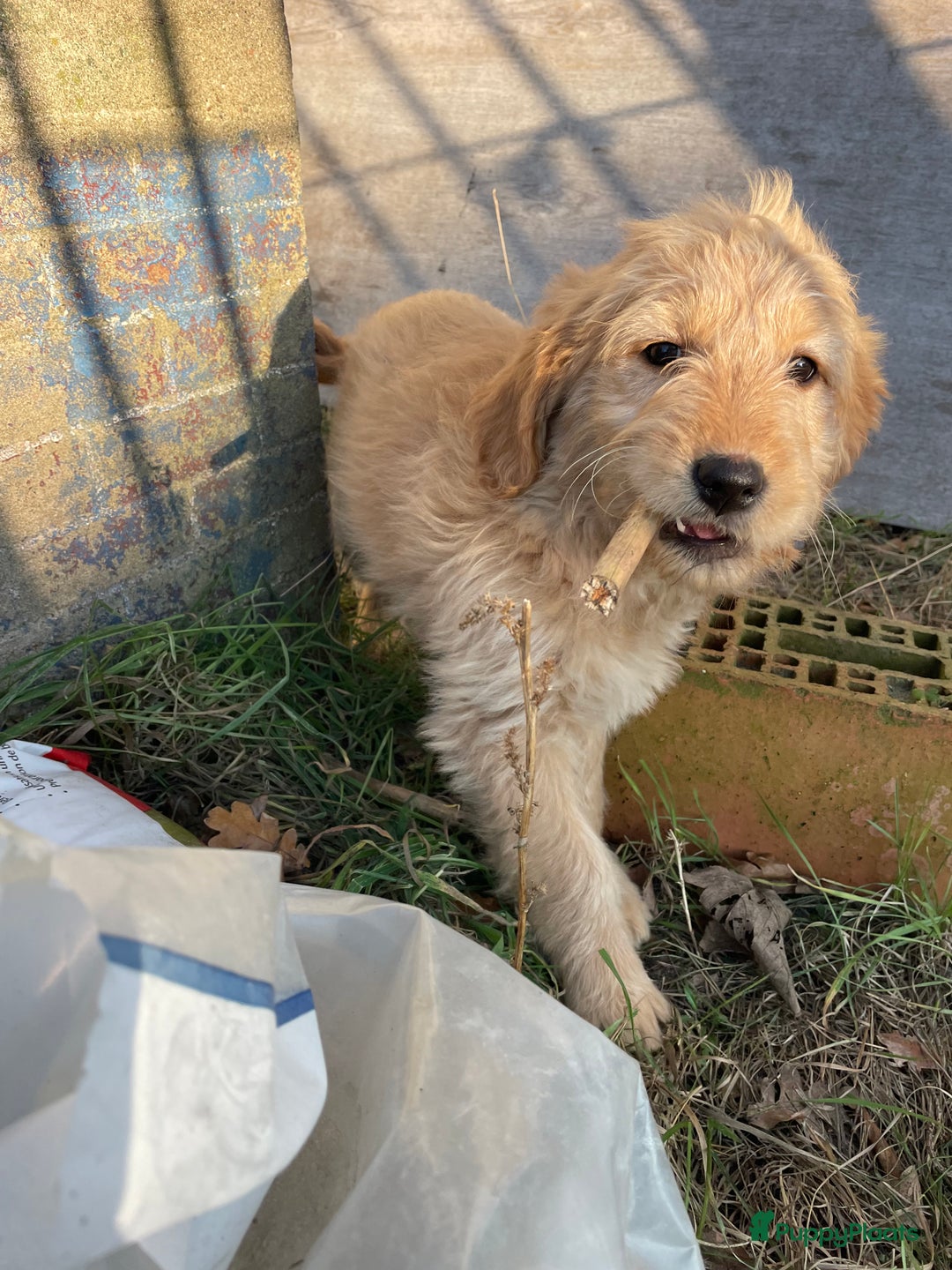 Kruising honden te koop: Mooie goldendoodle pups - Advertentie 1