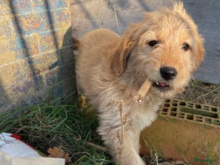 Kruising honden Mooie goldendoodle pups - Advertentie 1