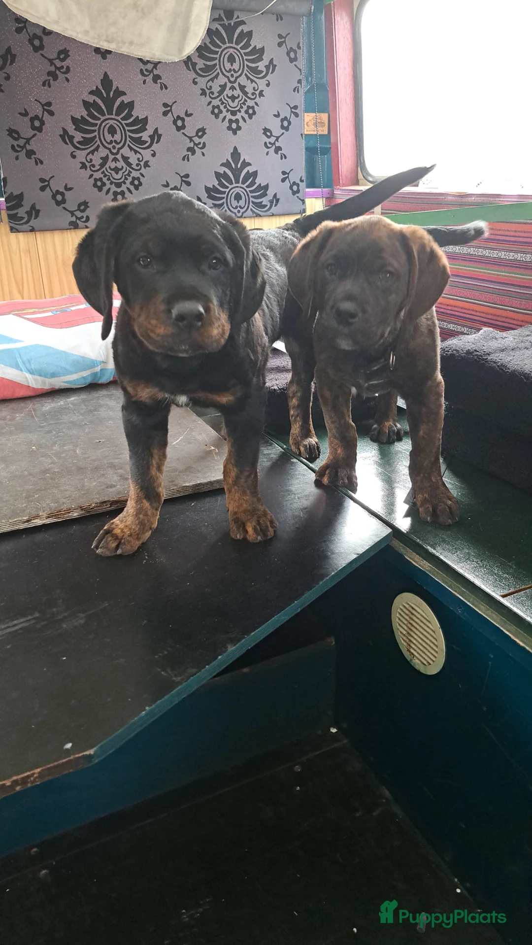 Kruising honden te koop: Rottweiler x RottweilerxBullyXL - Advertentie 2