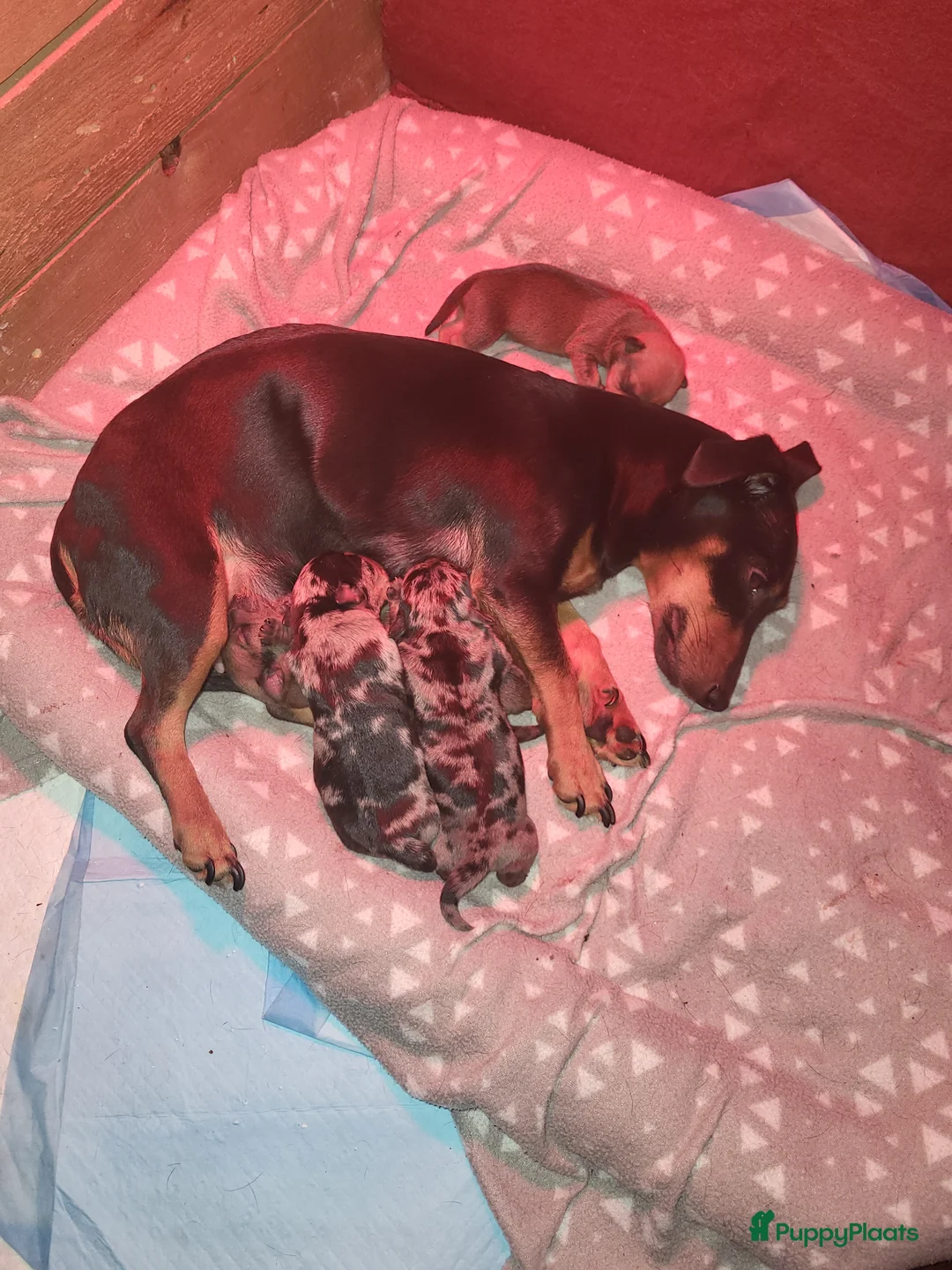 Jack Russel Terriër honden te koop: merle pups - Advertentie 1