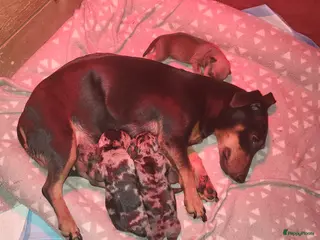 Jack Russel Terriër honden merle pups - Advertentie 1