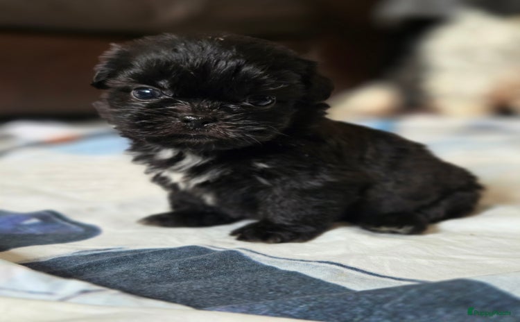 Boomer honden - Advertentie 1