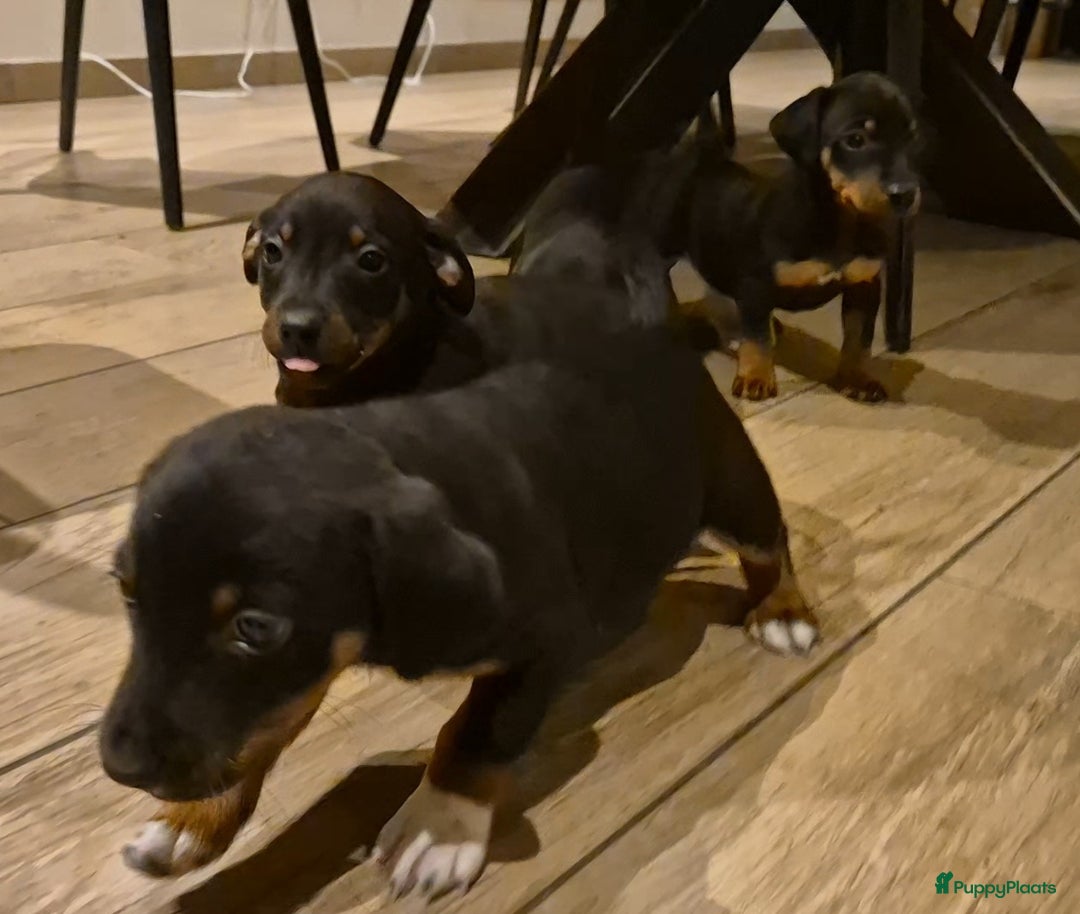 Jack Russel Terriër honden te koop: JACK RUSSEL PUPS - Advertentie 33