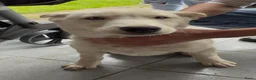 Siberische Husky honden te koop: Pablo, Mali en Mala zoeken een gouden mandje! - Advertentie 8