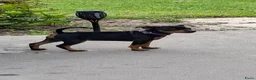 Dwergpinscher honden te koop: Prachtige Dwerg Pincher pups aangeboden  - Advertentie 6