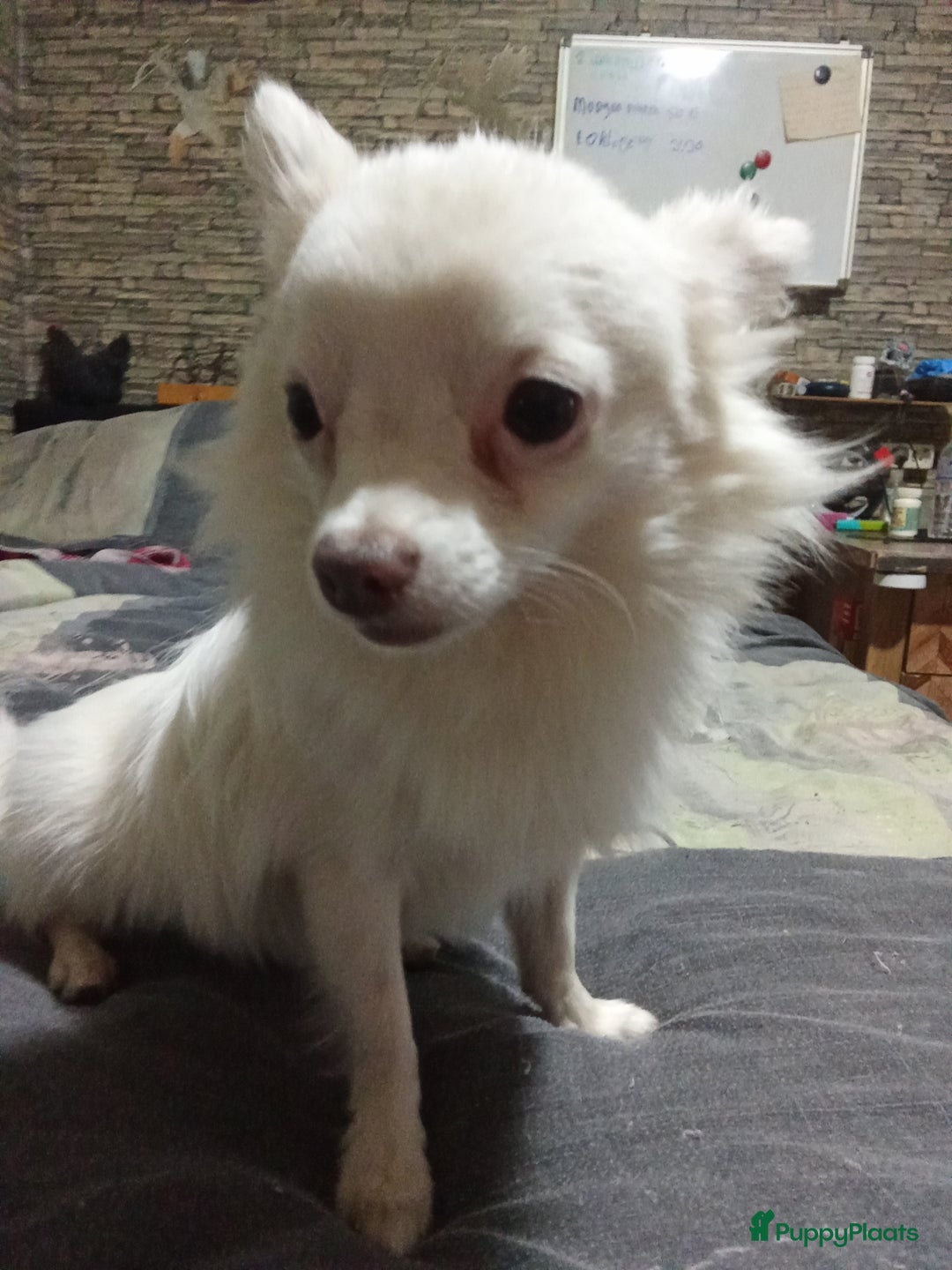 Chihuahua honden te koop: Mooi wit reutje !!! - Advertentie 4