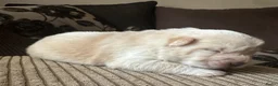 Chow Chow honden te koop: Mooie Chow Chow pups geboren - Advertentie 17