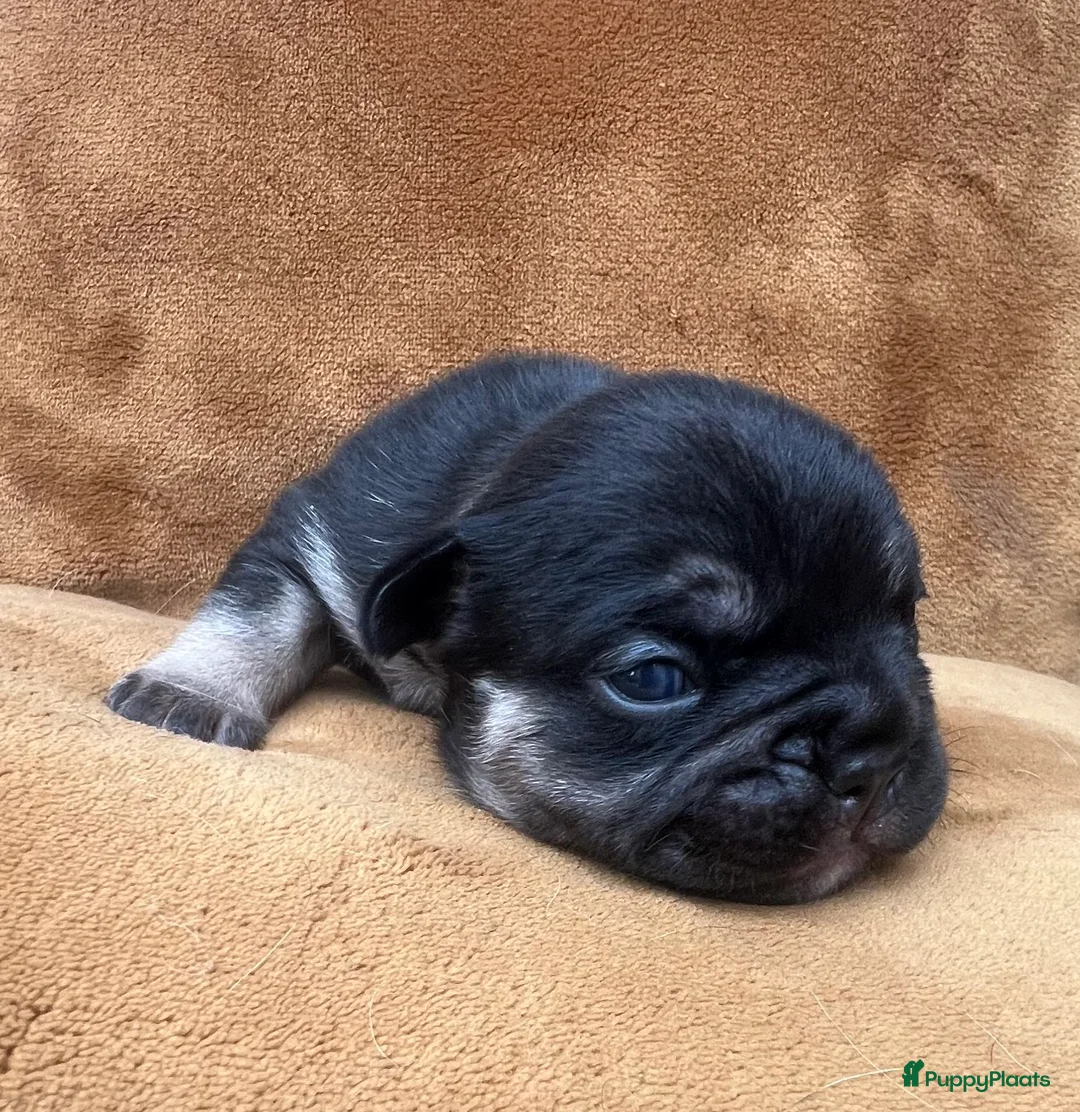 Franse Bulldog honden te koop: Franse Bulldog pups ❤️ - Advertentie 2