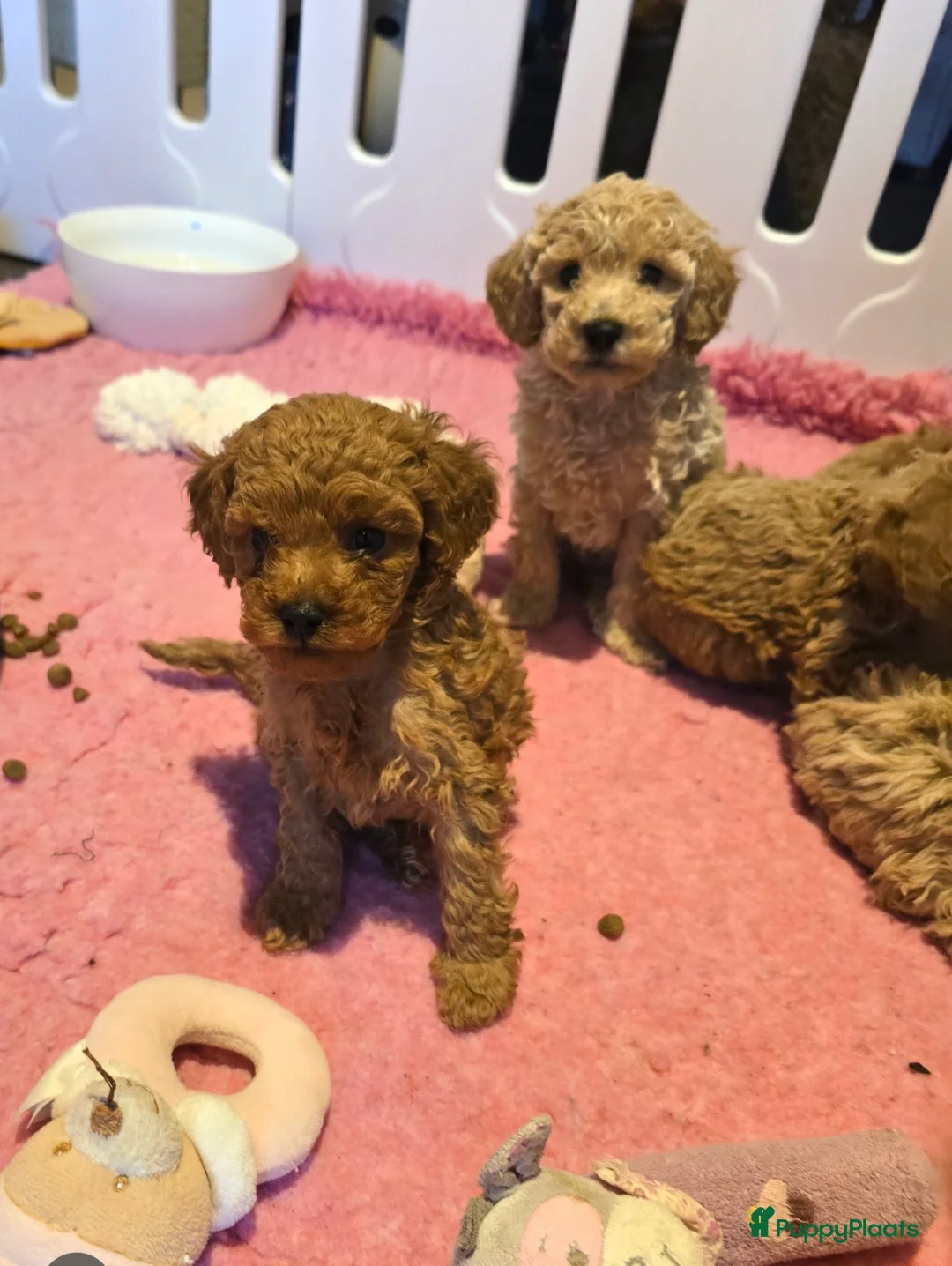 Maltipoo honden te koop: Mooie Maltipoo / toy poedel pup pups - Advertentie 11