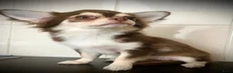 Chihuahua honden te koop: Chihuahua choco husky reu - Advertentie 1