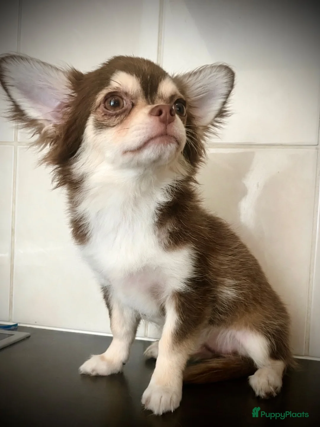 Chihuahua honden te koop: Chihuahua choco husky reu - Advertentie 1
