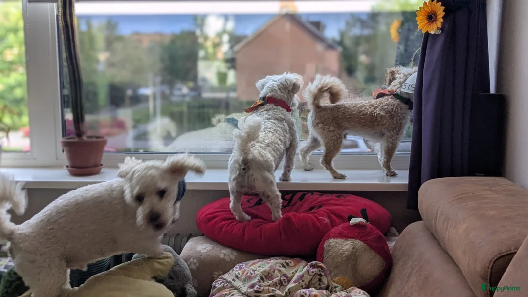 Maltipoo honden ter dekking: Toypoedel/Maltipoo dekreu, liefste knuffelkont🥰 - Advertentie 10